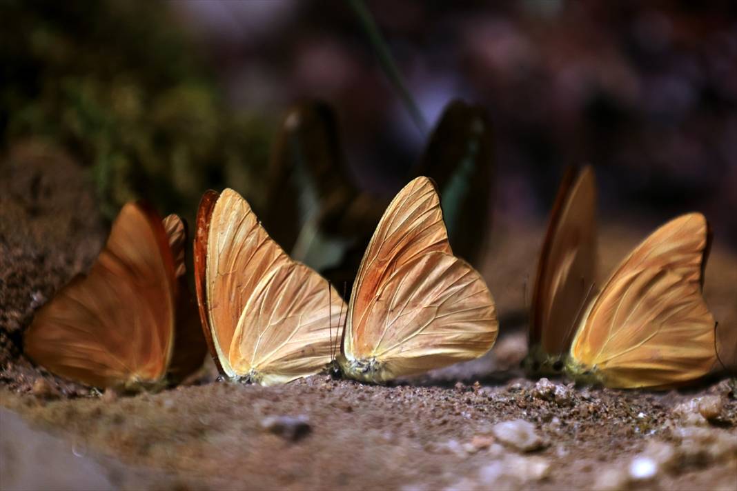Konya’nın ünlü bahçesinde 10 bin kelebek vuslat için ilk kez kanat çırpacak 14